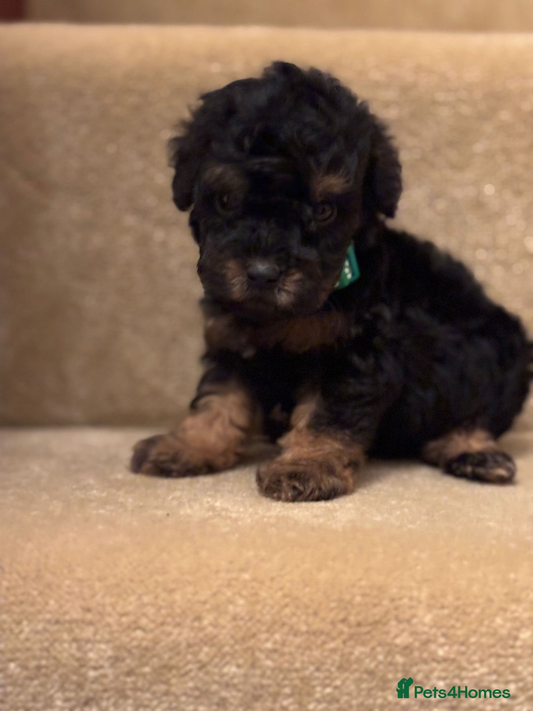 Cavapoo dogs for sale: F1A Cavapoos - Advert 11