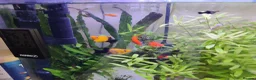 Swordtails fish for sale: Red Swortail pair and 3 Gold Black Platies in London - Advert 4