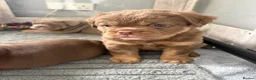 Olde English Bulldogge dogs for sale: 4 beautiful pups ready now  - Advert 13