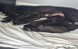 Patterdale Terrier dogs for sale: Patterdale terrier  - Image 2