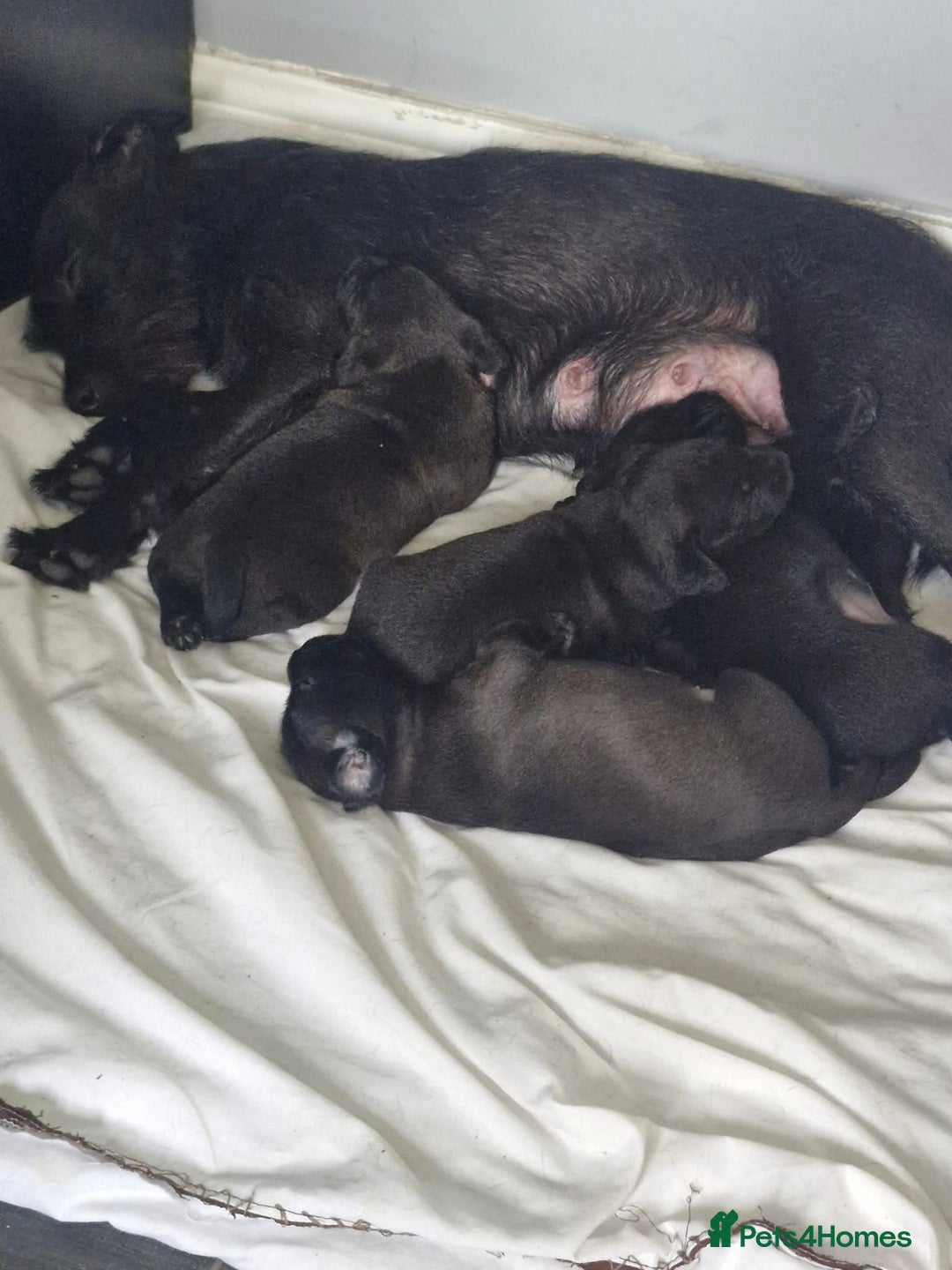 Patterdale Terrier dogs for sale: Patterdale terrier  - Image 2