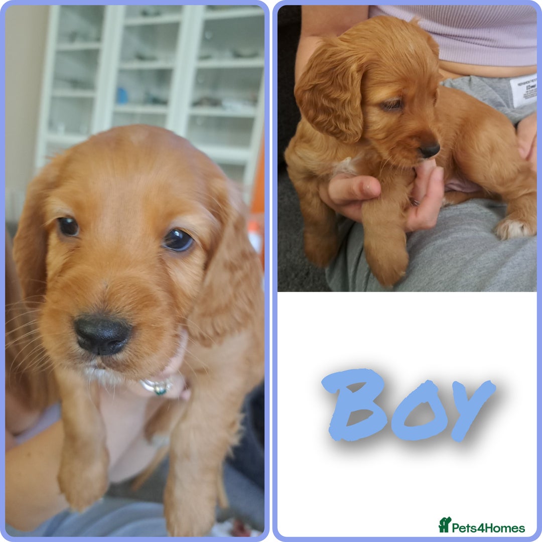 Cockapoo dogs for sale: F2 cockapoo puppies  - Image 2