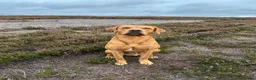Labrador Retriever dogs for sale: Fox red Labradors  - Advert 21