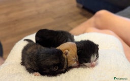 Mixed Breed cats for sale: Beautiful litter of kittens - Image 4