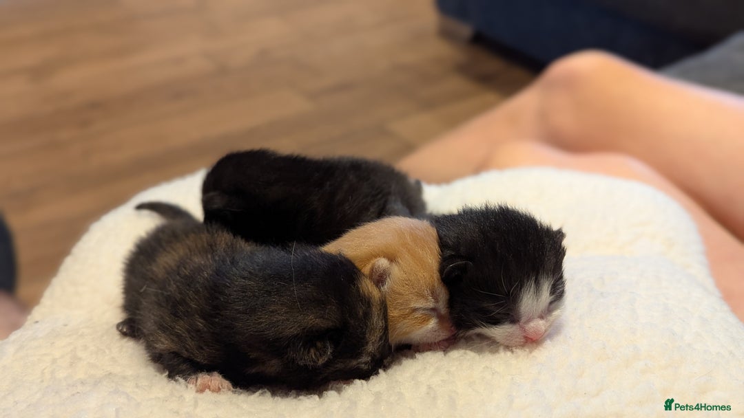 Mixed Breed cats for sale: Beautiful litter of kittens - Image 4
