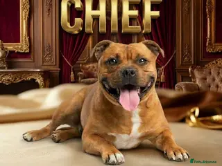 Staffordshire Bull Terrier dogs 🥨CHIEF CHAMPION SIRED.🥨 🏆 - Advert 17