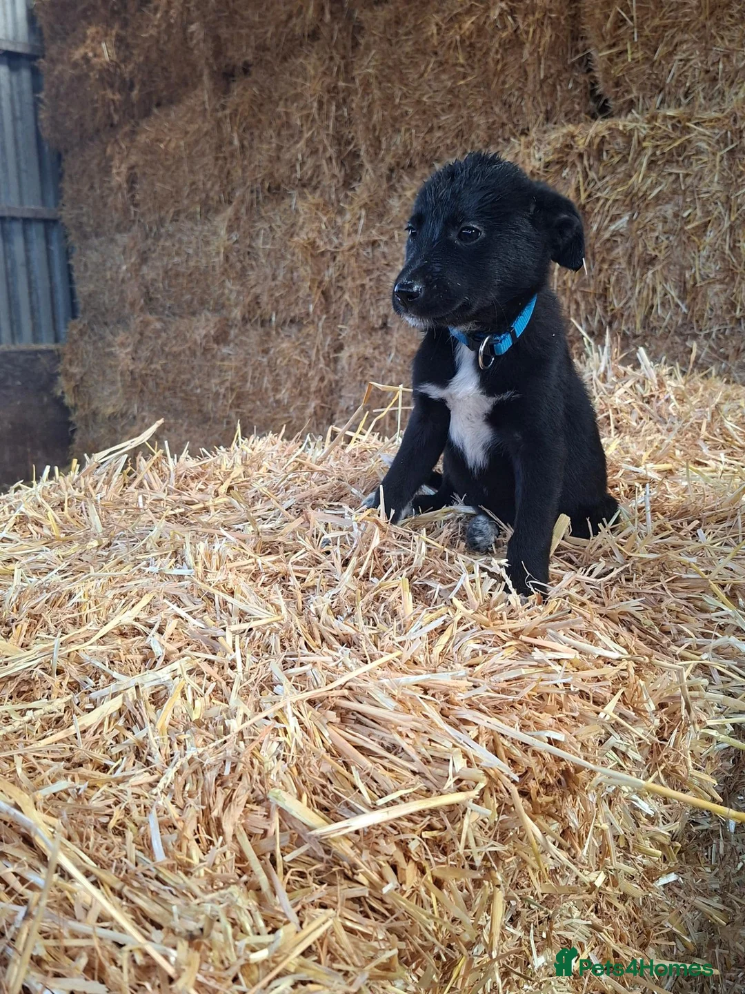 Borador dogs for sale: Labrador x Border Collie Pups for Sale - Advert 2