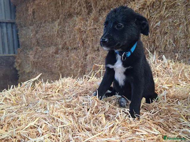 Borador dogs for sale: Labrador x Border Collier Pups for Sale READY NOW - Advert 2
