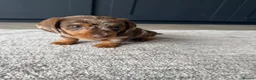 Miniature Dachshund dogs for sale: Gorgeous Miniature Daschund puppies in Hornchurch - Advert 6