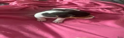 Jack Russell dogs for sale: True miniature Jack Russell pups - Advert 11
