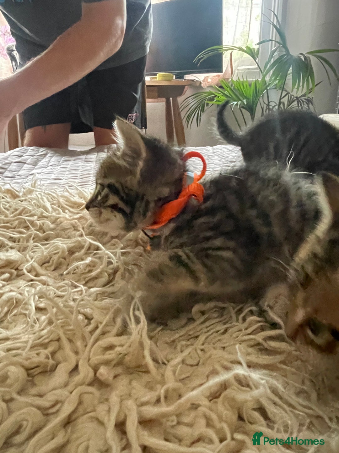 Mixed Breed cats for sale: 7 Half Snow Bengal kittens - Image 22