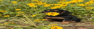Cocker Spaniel 4