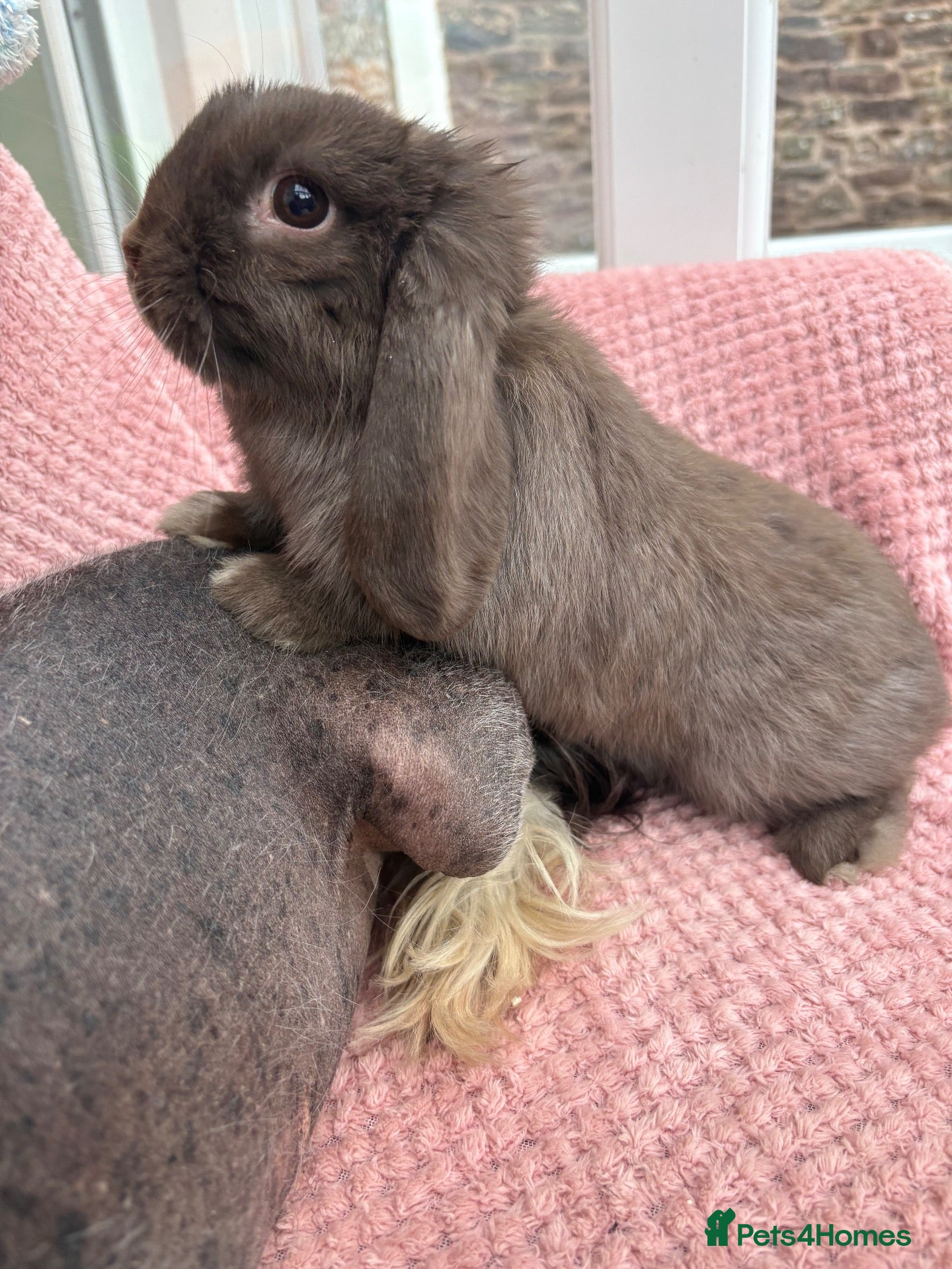 Mini Lop rabbits Mini lops-vaccinated-raised indoors  - Advert 1