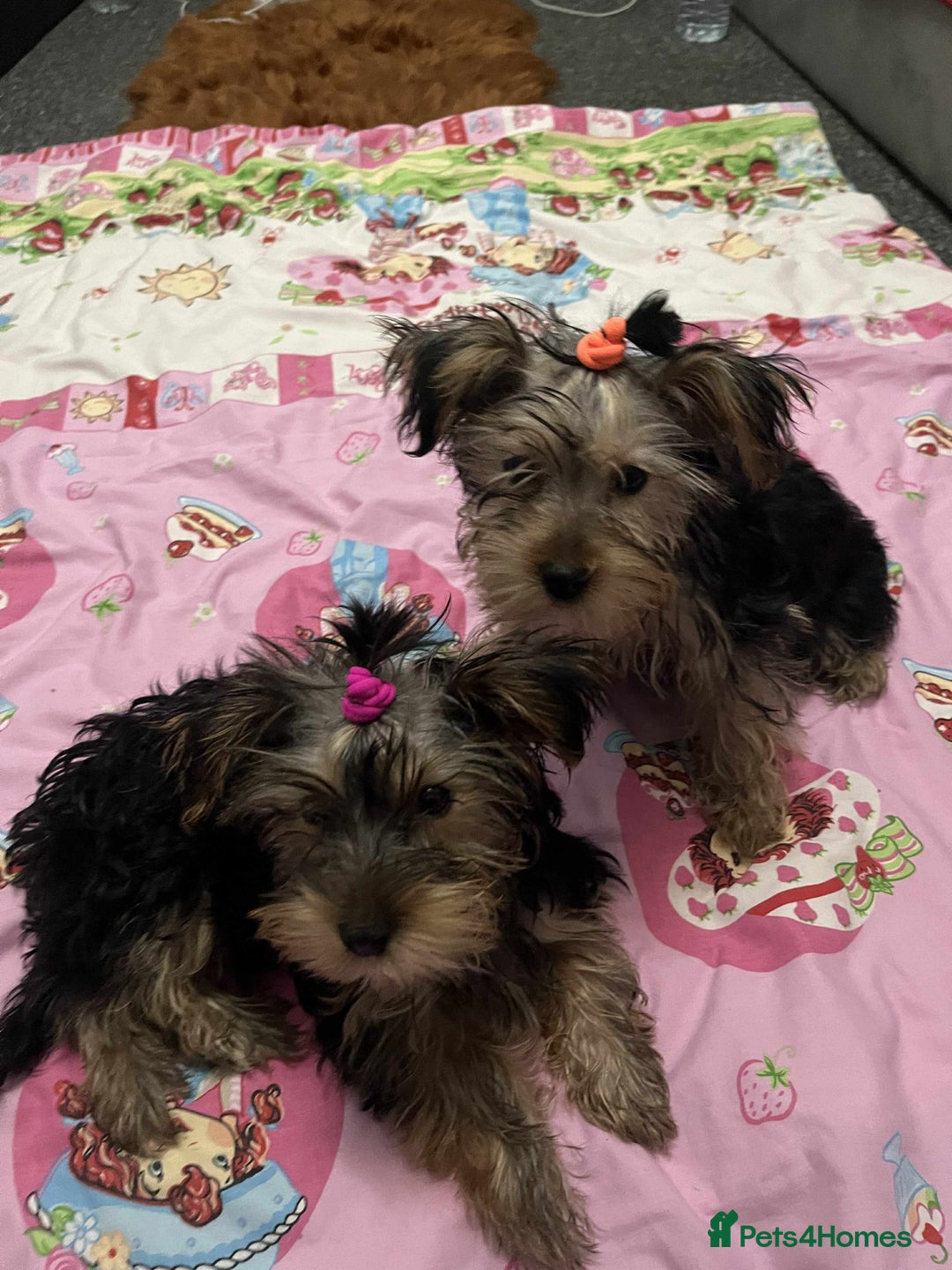 Yorkshire Terrier dogs for sale: Adorable Yorkshire Terrier girl puppies  - Image 3