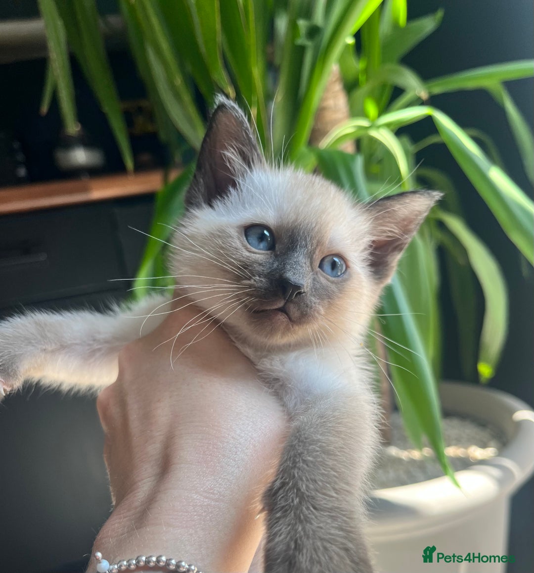Siamese cats for sale: Human Toilet Trained! Exquisite Siamese Kittens - Image 3