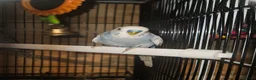 Budgerigars birds for sale: Budgies - Advert 2