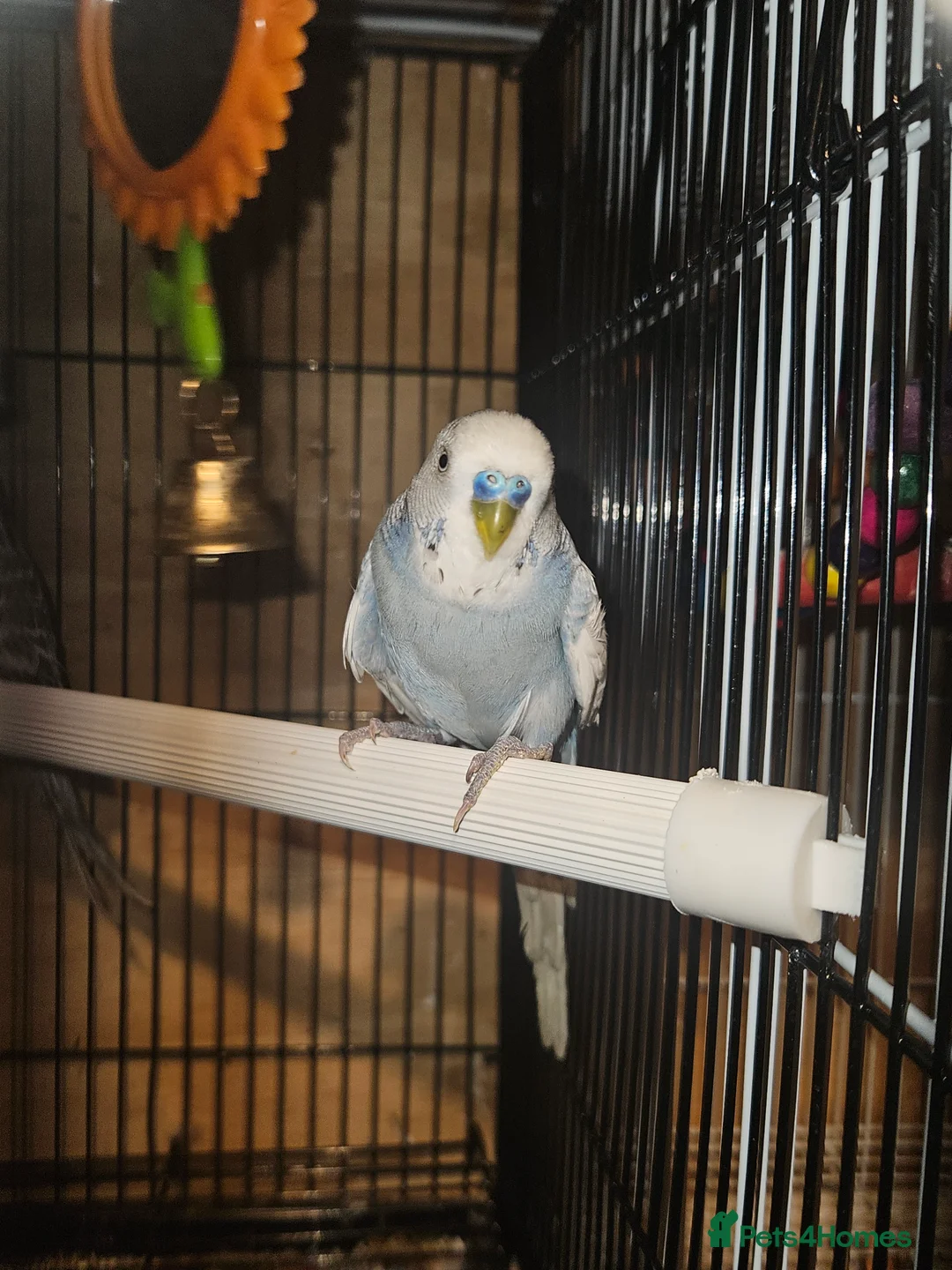 Budgerigars birds for sale: Budgies - Advert 2