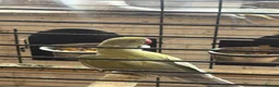 Ringnecks birds for sale: Male purple and olive - Advert 2