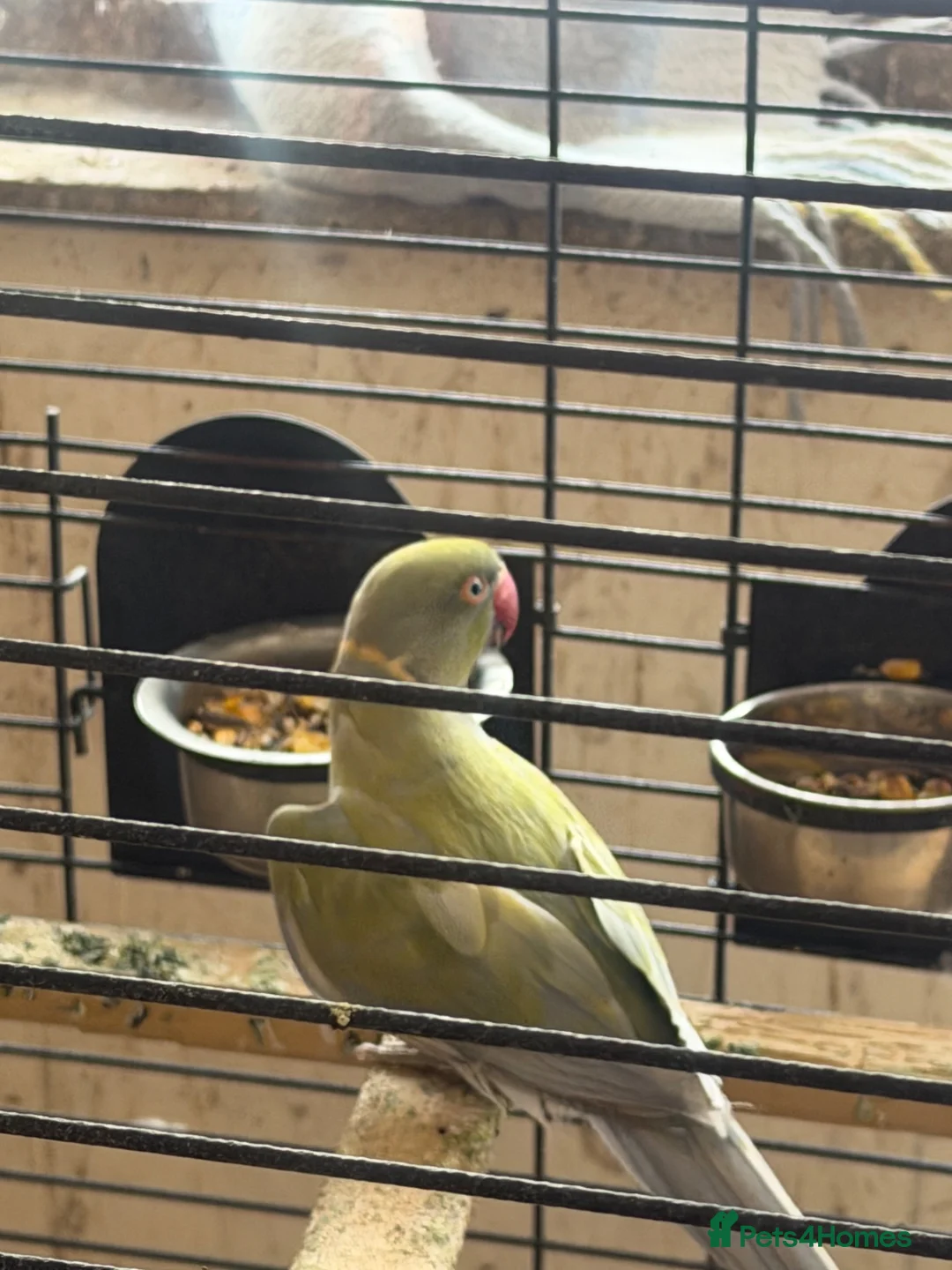 Ringnecks birds for sale: Male purple and olive - Advert 2