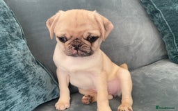 Pug dogs for sale: Pug Puppies  - Image 5