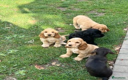 Cocker Spaniel dogs for sale: LAST 3 GIRLS ⭐️⭐️⭐️⭐️⭐️CH BLOODLINES  - Image 7