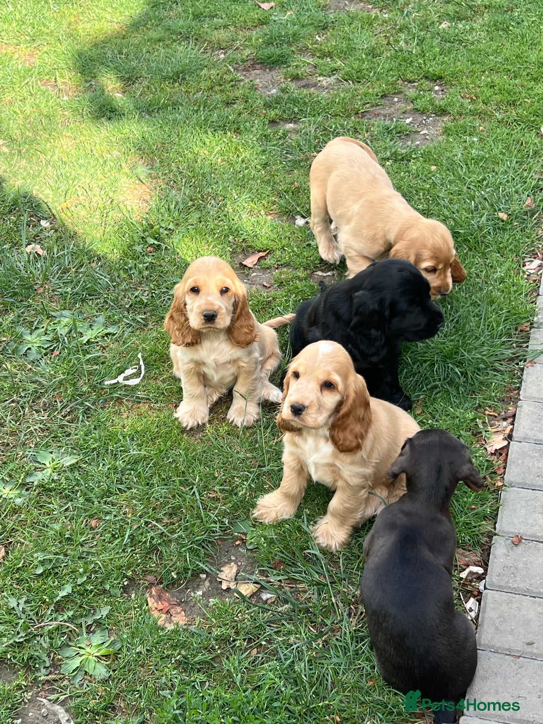 Cocker Spaniel dogs for sale: LAST 3 GIRLS ⭐️⭐️⭐️⭐️⭐️CH BLOODLINES  - Image 7