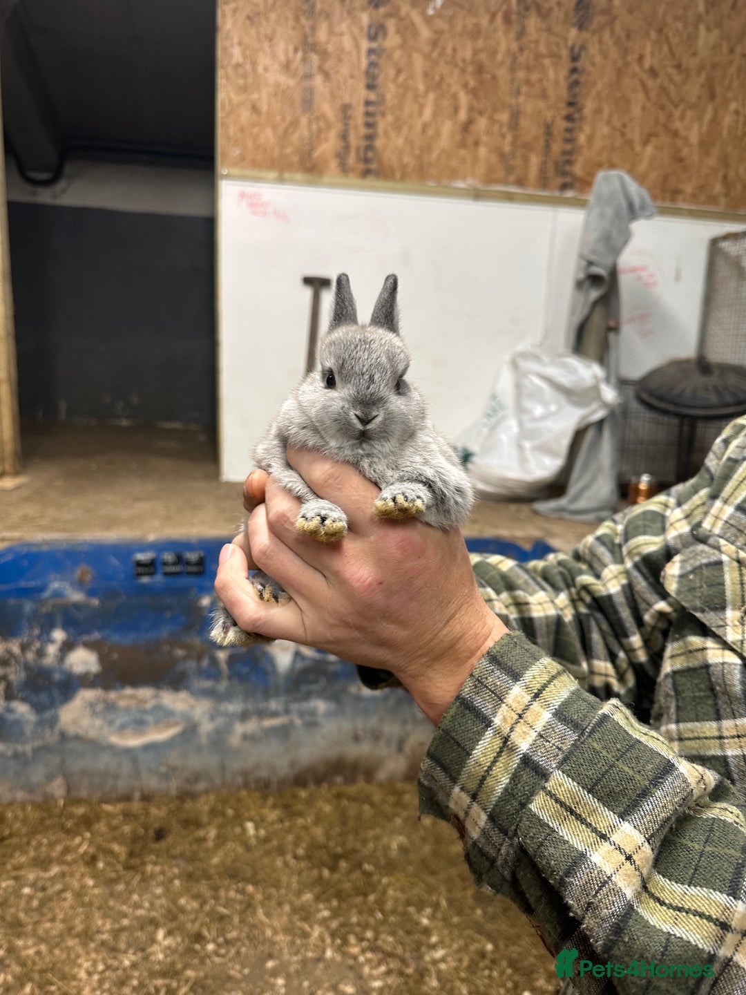 Netherland Dwarf rabbits for sale: Lots of netherland dwarfs for sale - Advert 15