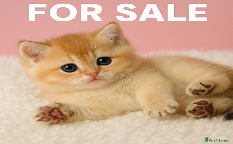British Shorthair cats - Advert 6