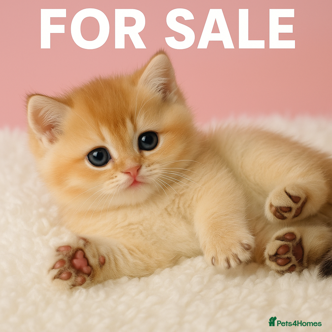 British Shorthair cats for sale: British Shorthair NY12 Kittens  - Image 1