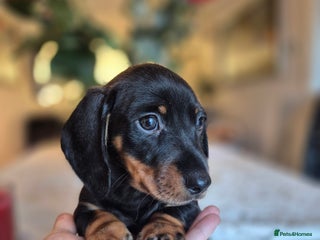 Dachshund dogs 💙💙 2 Boys left!Ready to leave 9th January! - Advert 4