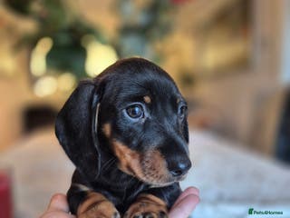 Dachshund dogs 💙 1 Boy left!Ready to leave! - Advert 16