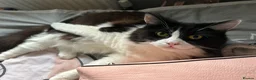Mixed Breed cats for sale: cat for sale - Advert 2
