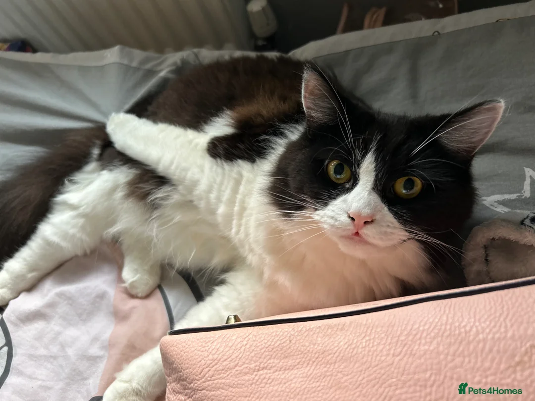 Mixed Breed cats for sale: cat for sale - Advert 2
