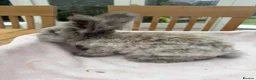 Angora rabbits for sale: Pure bred Angora bunnies £140 - Advert 6