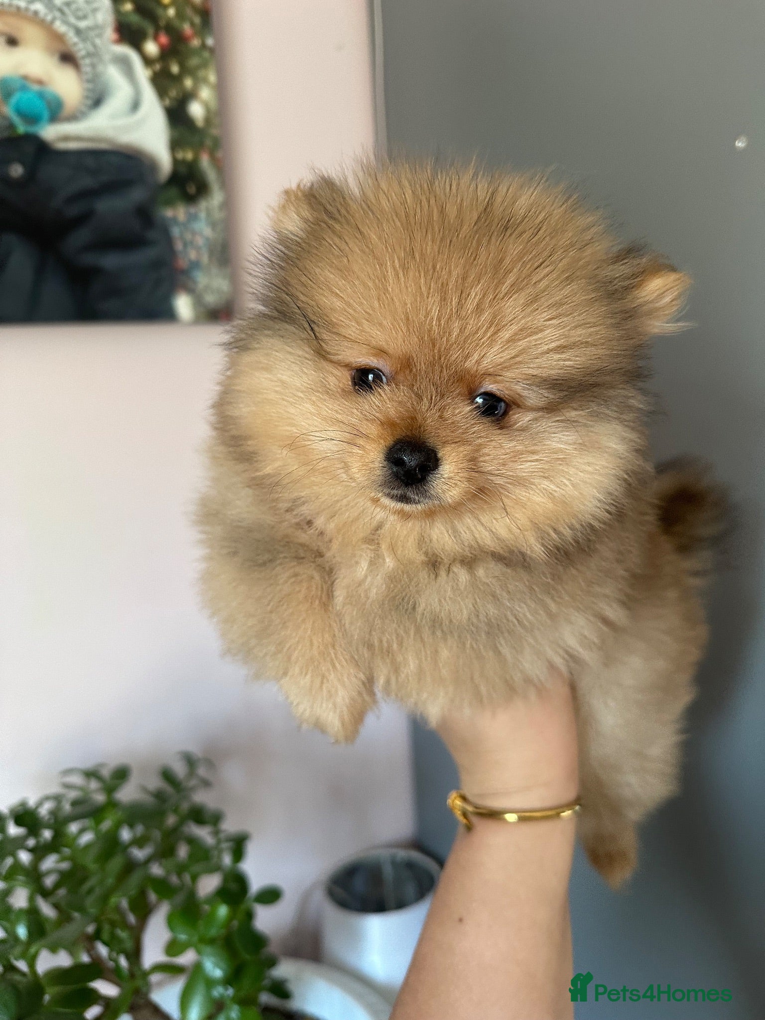 Pomeranian dogs Small pedigree boys left  - Advert 1