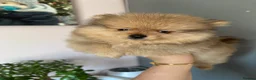 Pomeranian dogs for sale: Small pedigree boys left  - Advert 5