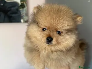 Pomeranian dogs Small pedigree boys left - Advert 1