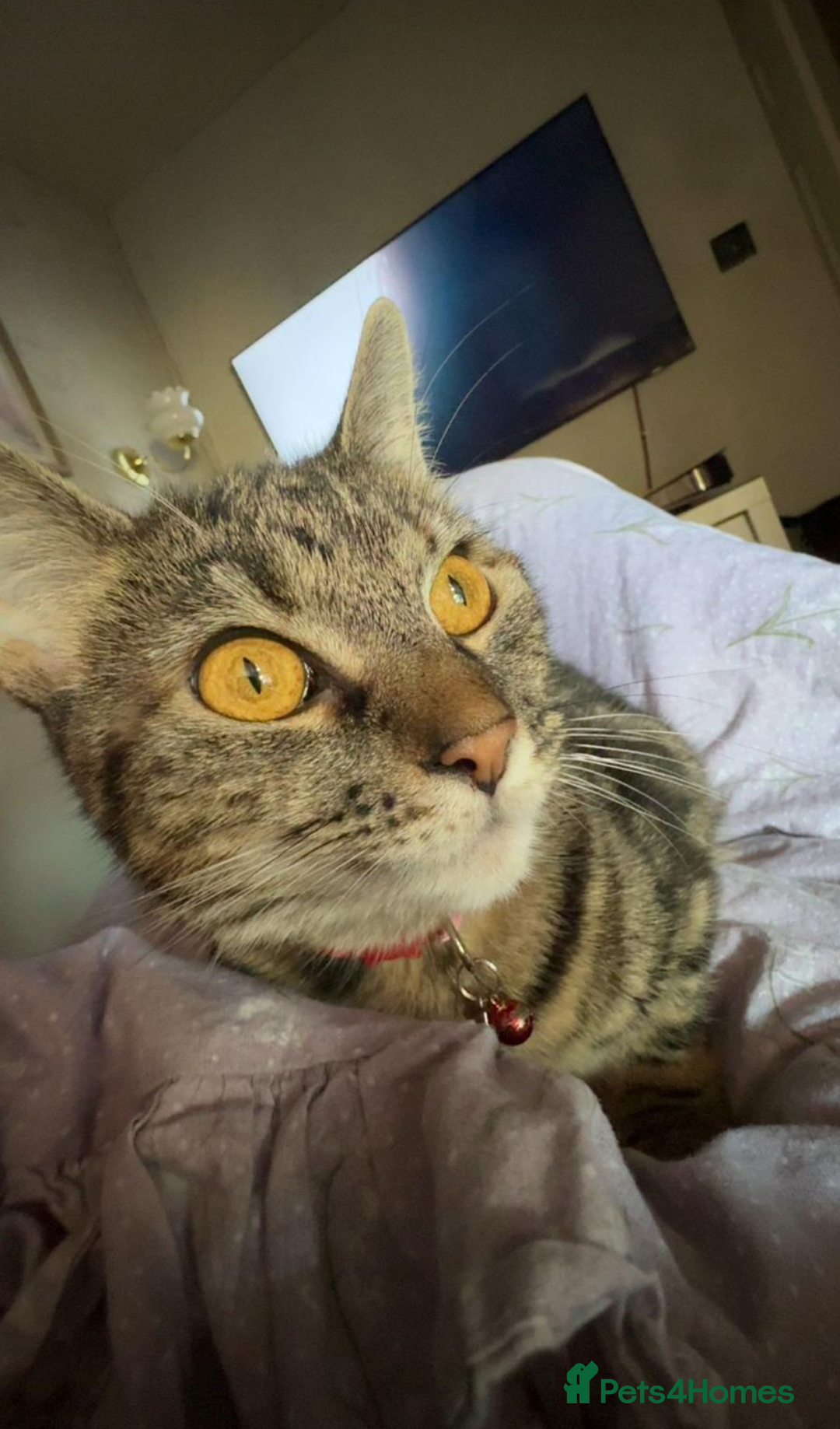 Mixed Breed cats for sale: Bengal/Russian Blue mix Bella - Image 1