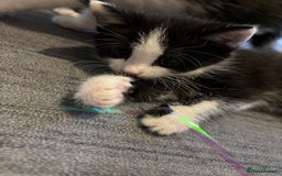 British Longhair cats for sale: Three adorable kittens  - Image 13