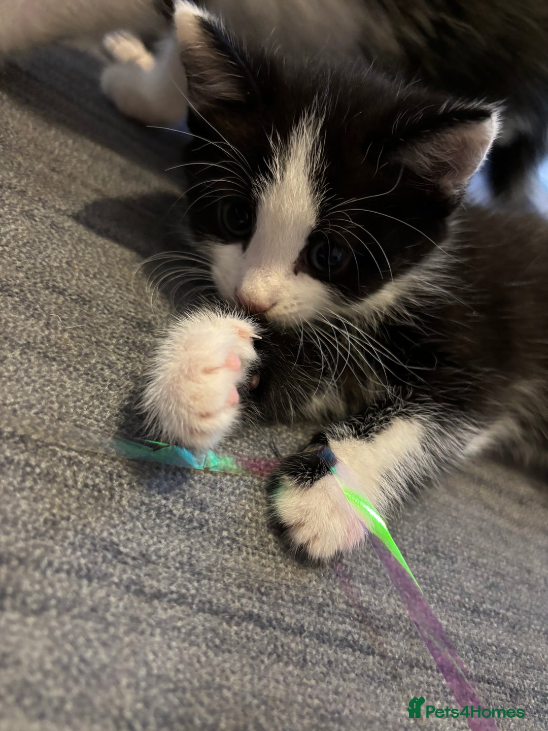 British Longhair cats for sale: Three adorable kittens  - Image 13