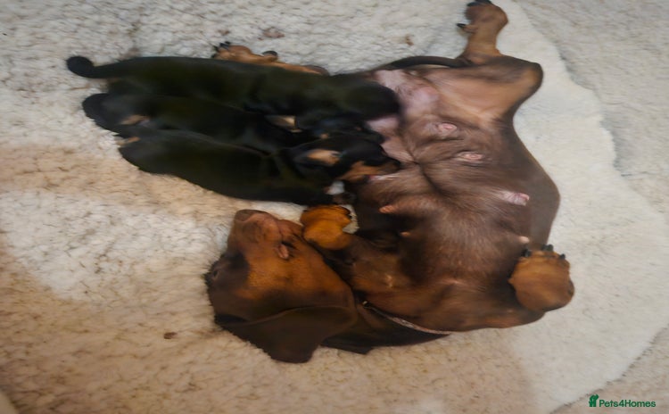 Miniature Dachshund dogs Beautiful daushounds puppys - Advert 4