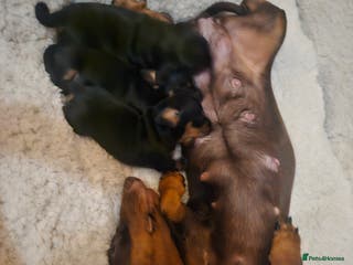 Miniature Dachshund dogs for sale: Beautiful daushounds puppys - Advert 1