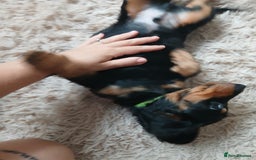 Dachshund dogs for sale: Last beautiful dachshund left. - Image 2