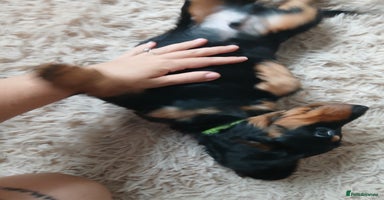 Dachshund dogs - Advert 9