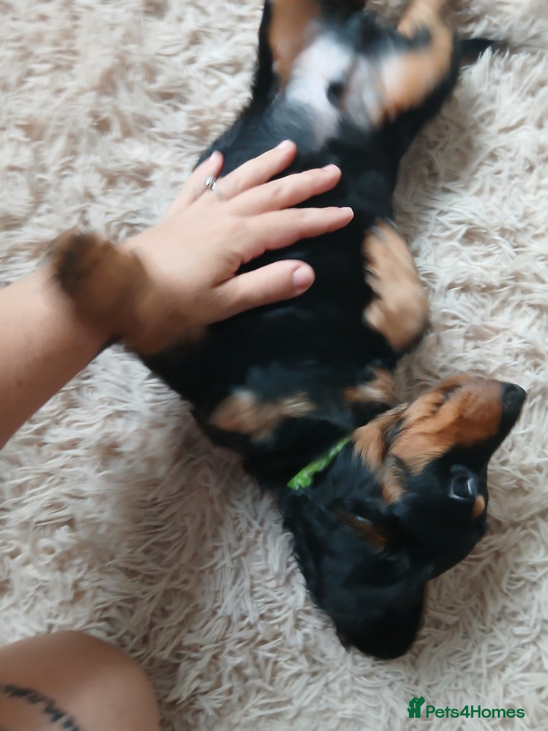 Dachshund dogs for sale: Last beautiful dachshund left. - Image 2