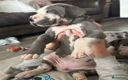 Great Dane dogs for sale: KC registered blue Great Dane puppies - Image 24