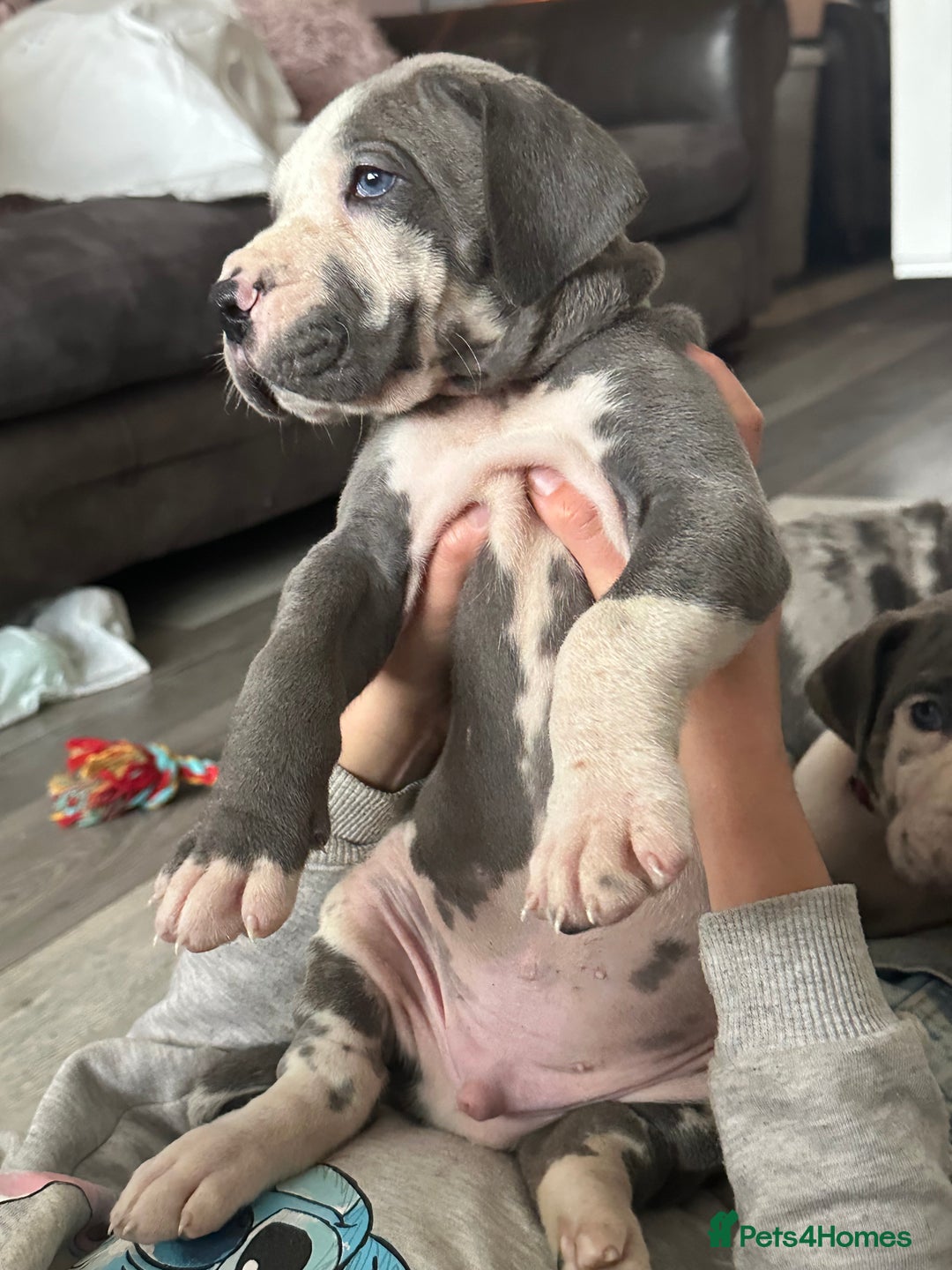 Great Dane dogs for sale: KC registered blue Great Dane puppies - Image 24