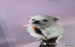 Pomchi dogs for sale: Beautiful Fluffy Pomchis - Image 22