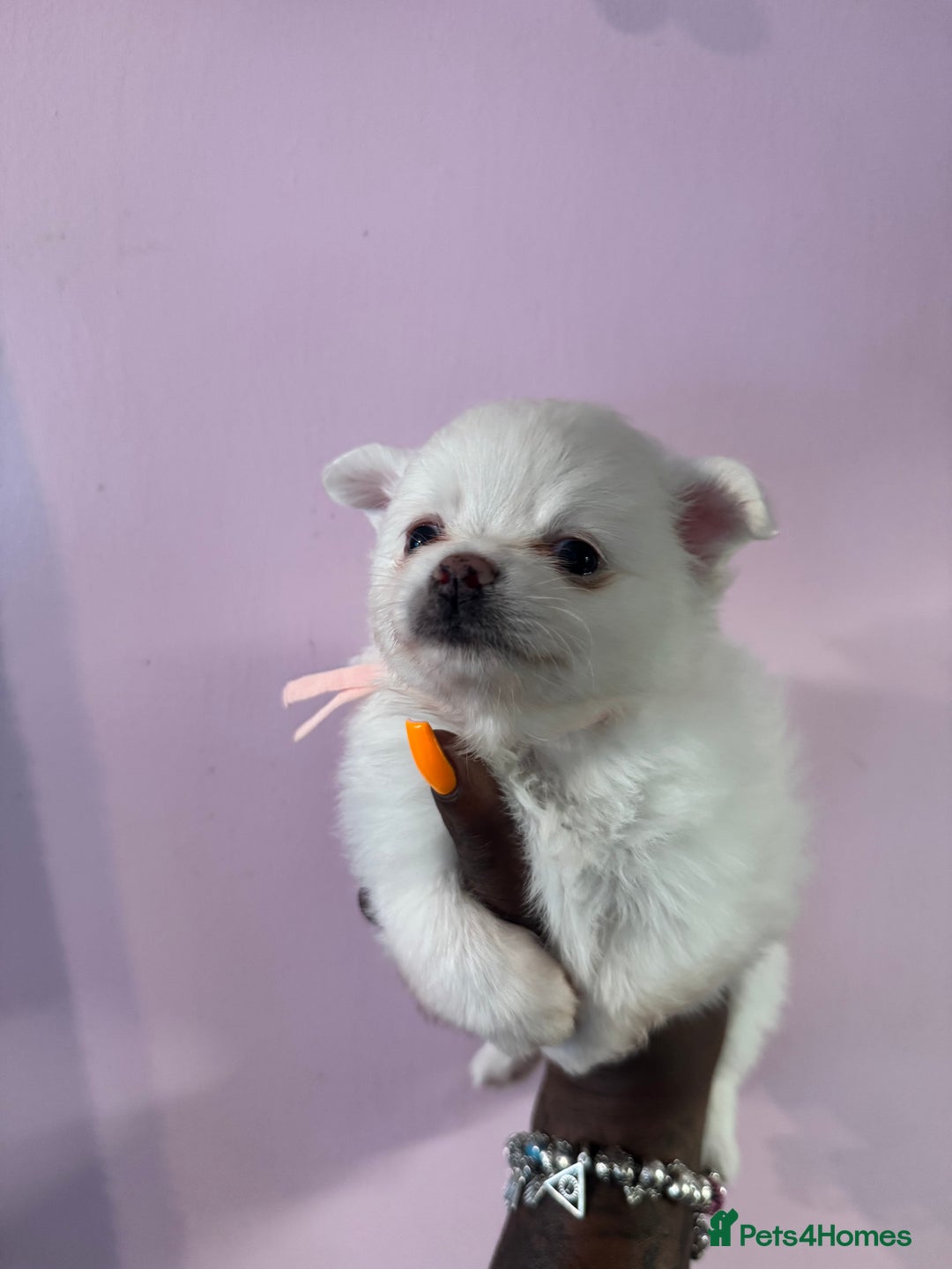 Pomchi dogs for sale: Beautiful Fluffy Pomchis - Image 22