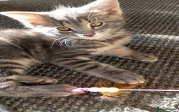 Mixed Breed cats for sale: Norwegian forest/black Bengal  - Image 13